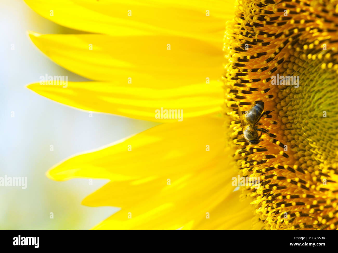 Nahaufnahme einer schönen Sonnenblume mit einer Biene Stockfoto