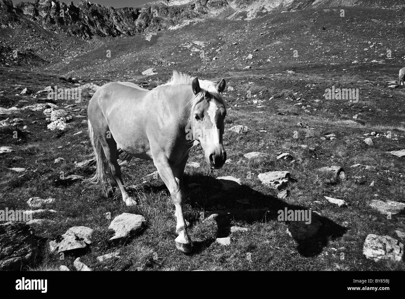 Herde von Pferden in den Bergen der Dolomiten Stockfoto