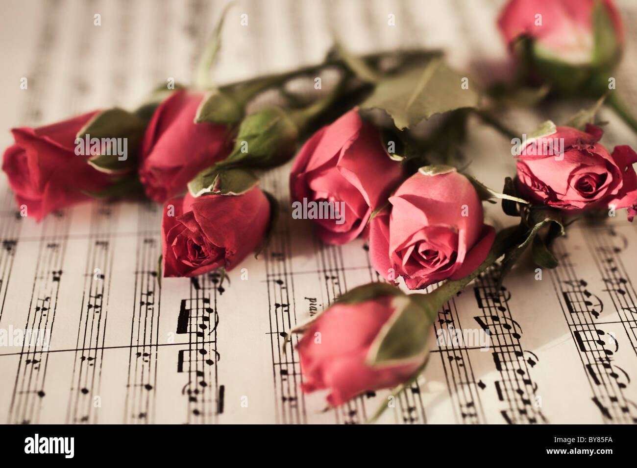Sechs rote Rosen auf musikalische Blatt hautnah Stockfoto