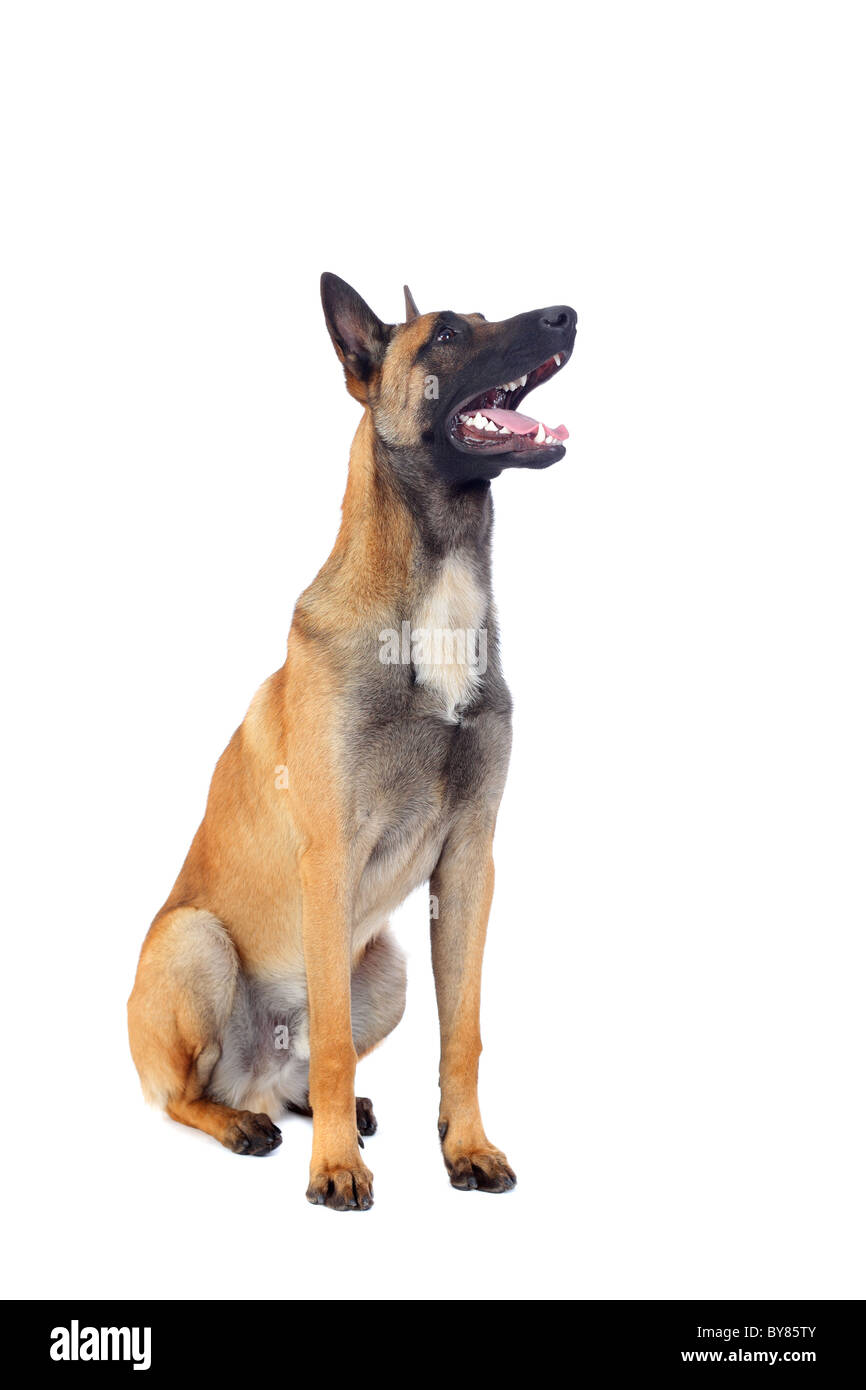 Belgischer Schäferhund isoliert auf weißem Hintergrund Stockfoto