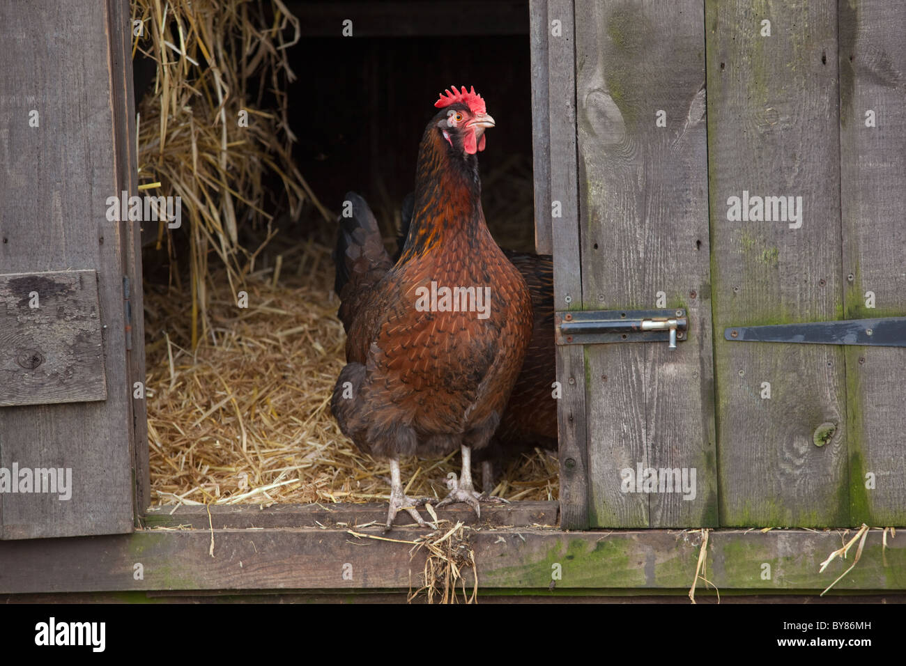 Huhn im Hühnerstall auf Kleinbetrieb Stockfoto