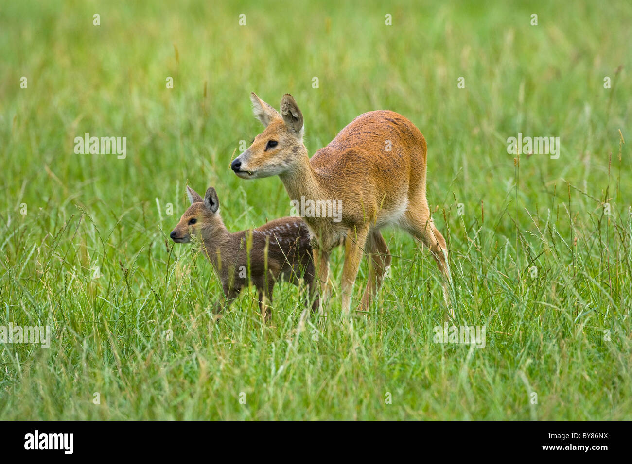 Chinesische Wasser Hirsch Hydropotes Inermis weiblich mit Rehkitz Stockfoto