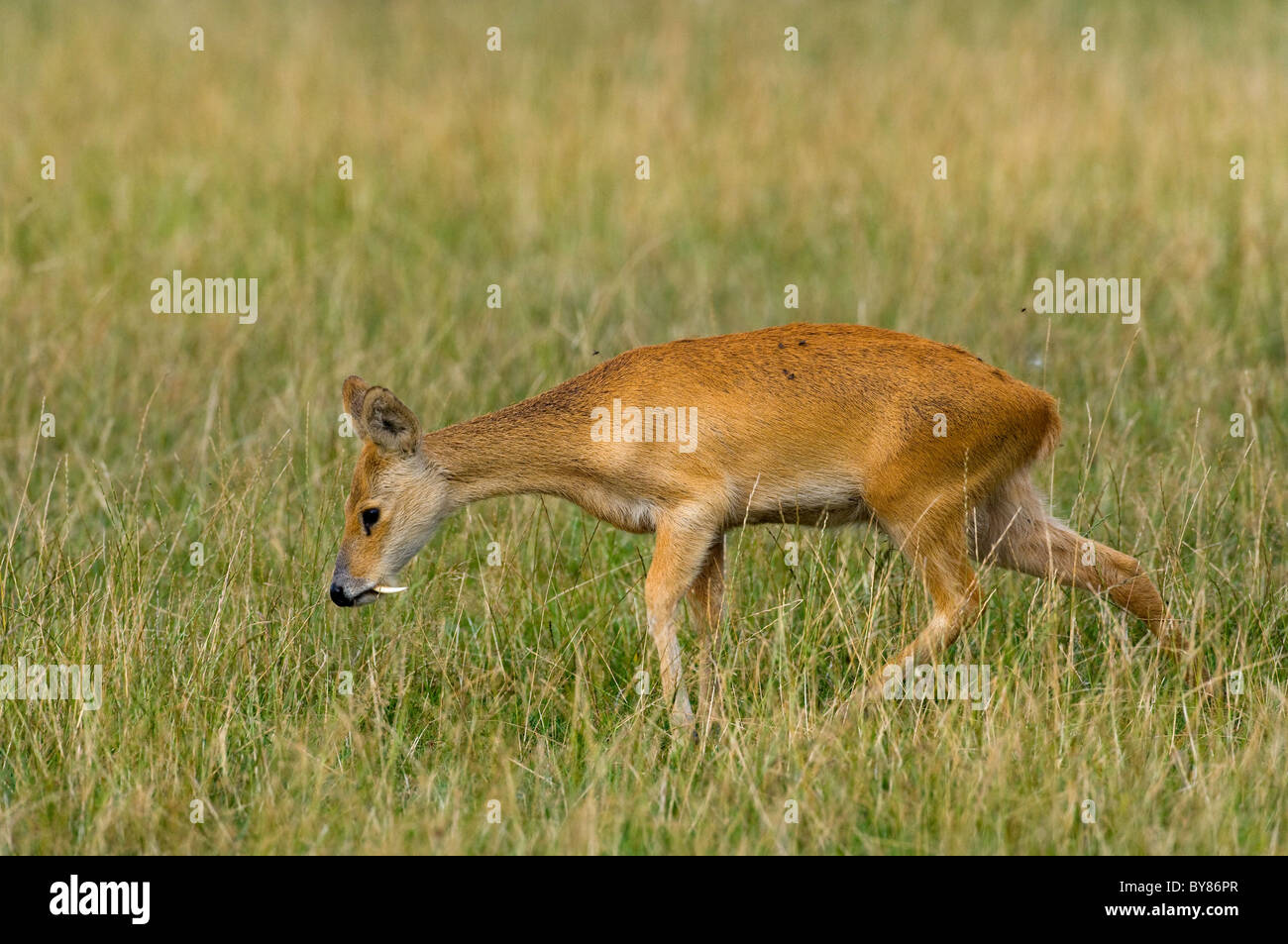 Chinesische Wasserhirsch Hydropotes Inermis Beweidung auf der Wiese North Norfolk Stockfoto