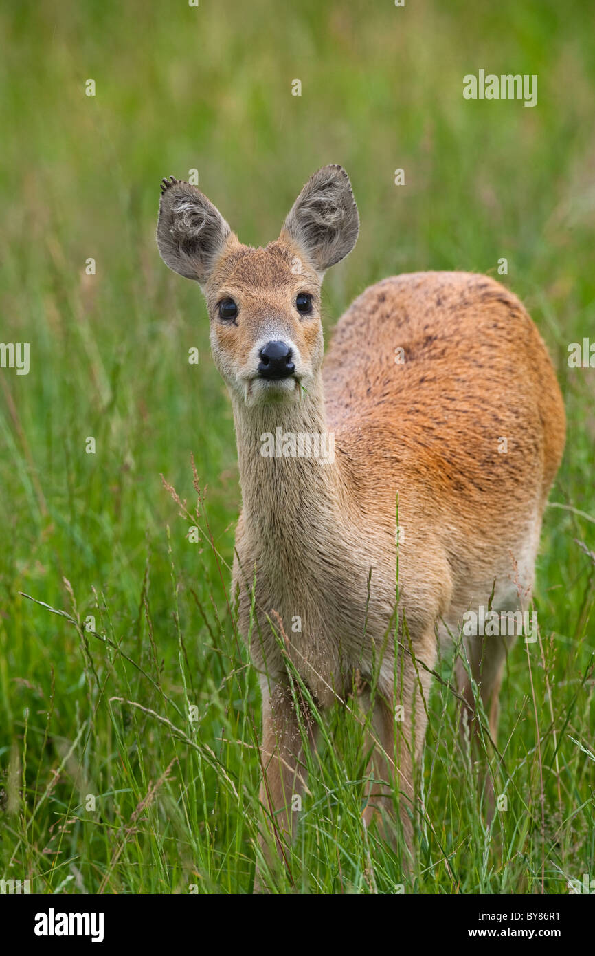 Vampirhirsch Stockfotos Und Bilder Kaufen Alamy