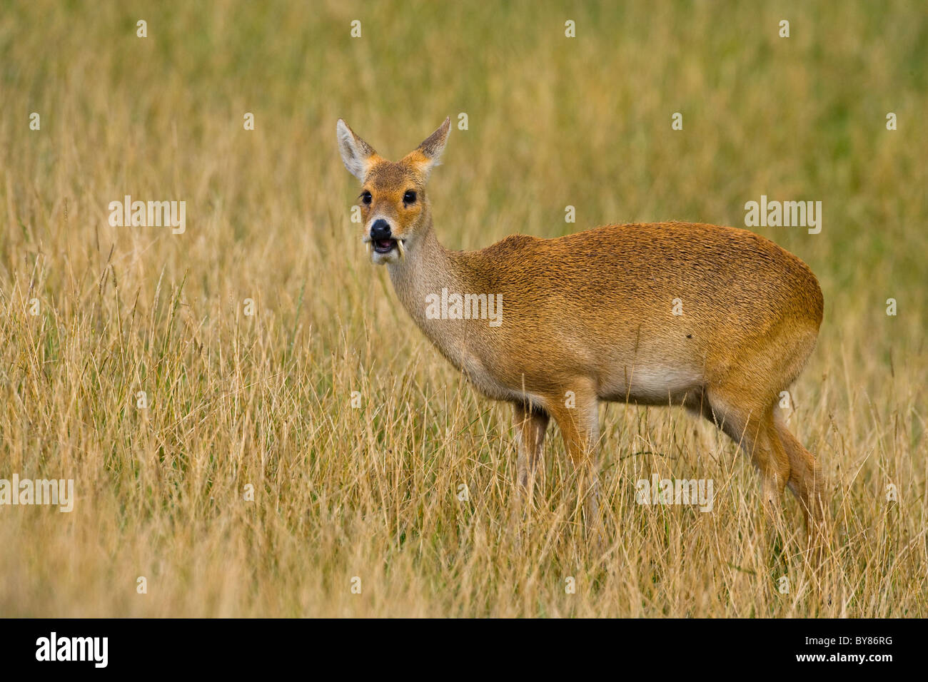 Chinesische Wasserhirsch Hydropotes Inermis Beweidung auf der Wiese North Norfolk Stockfoto