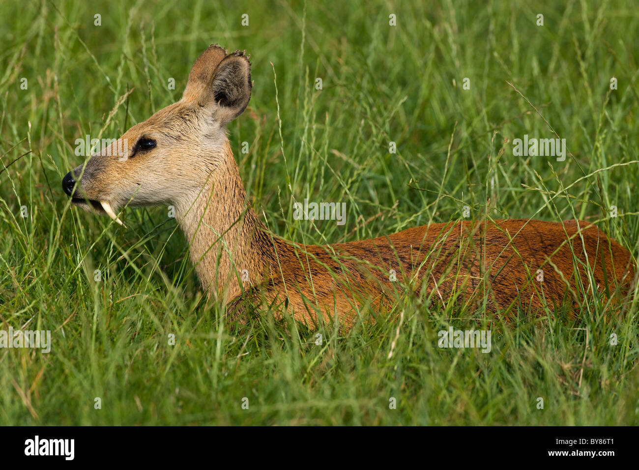 Chinesische Wasserhirsch Hydropotes Inermis Beweidung auf der Wiese North Norfolk Stockfoto