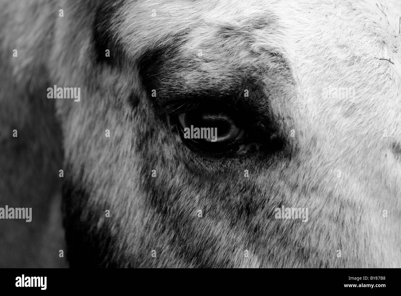 Auge des Pferdes neugierig und aufrichtig Stockfoto