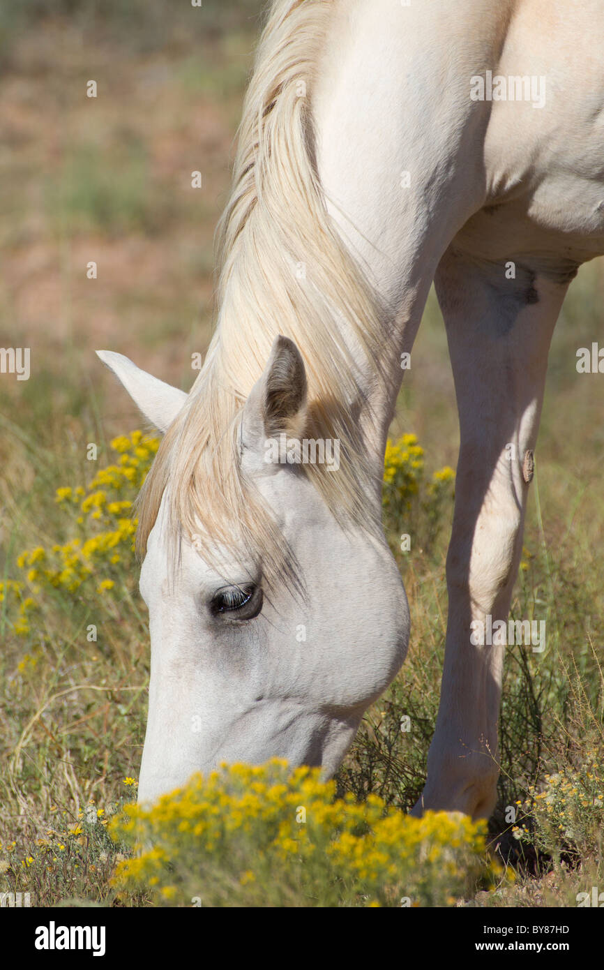 Blasse Palomino Mustang Hengst Beweidung in Snakeweed, New-Mexico Placitas Stockfoto
