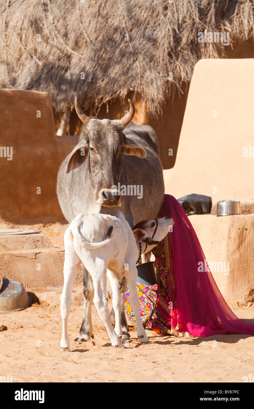 Indien, Rajasthan, in der Nähe von einlaufendes Frau Kuh zu melken Stockfoto