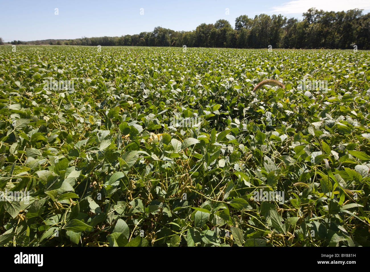 Soja- oder Soya Bean Anbau, USA Stockfoto