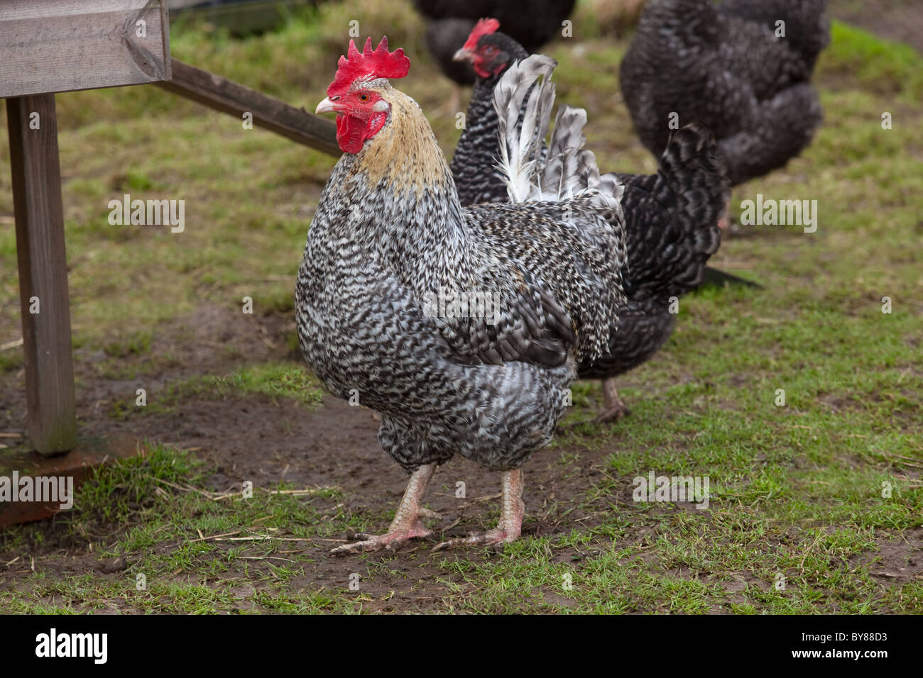 Maran-Hahn und Hühner auf Kleinbetrieb Stockfoto