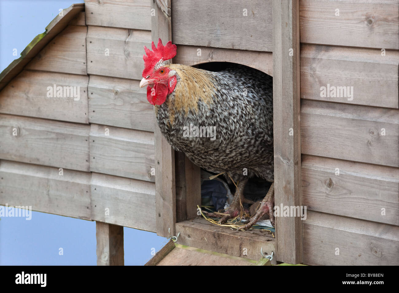 Maran-Hahn im Eingang zum Hühnerstall auf Kleinbetrieb Stockfoto