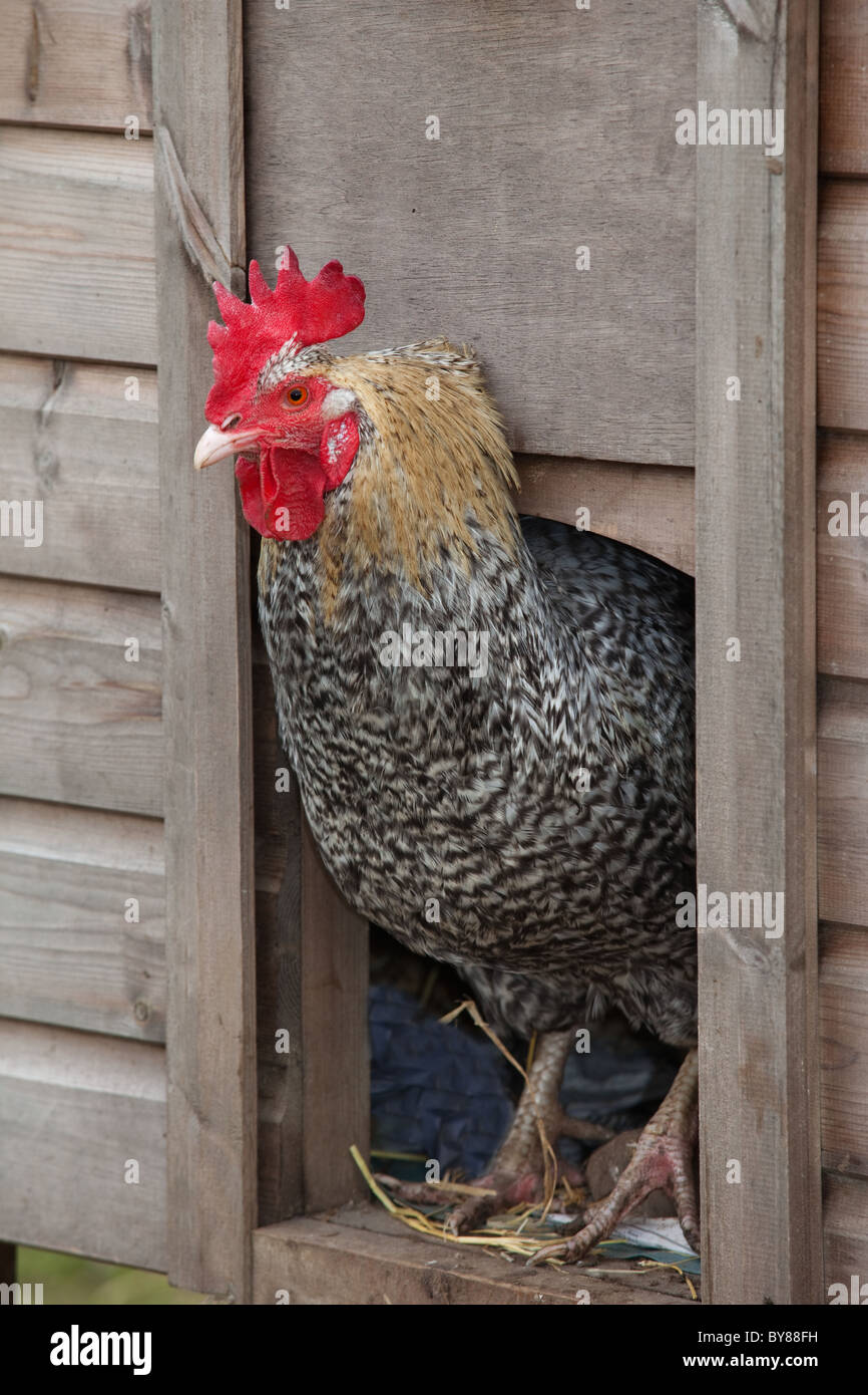 Maran-Hahn im Eingang zum Hühnerstall auf Kleinbetrieb Stockfoto