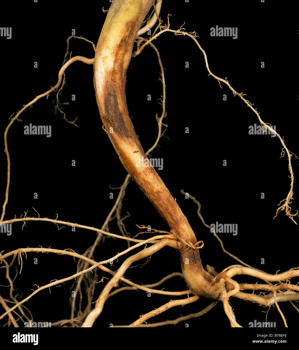Stammen Sie Krebs (Rhizoctonia Solani) Läsionen an den Wurzeln und unteren Stamm eine Kartoffelpflanze Stockfoto