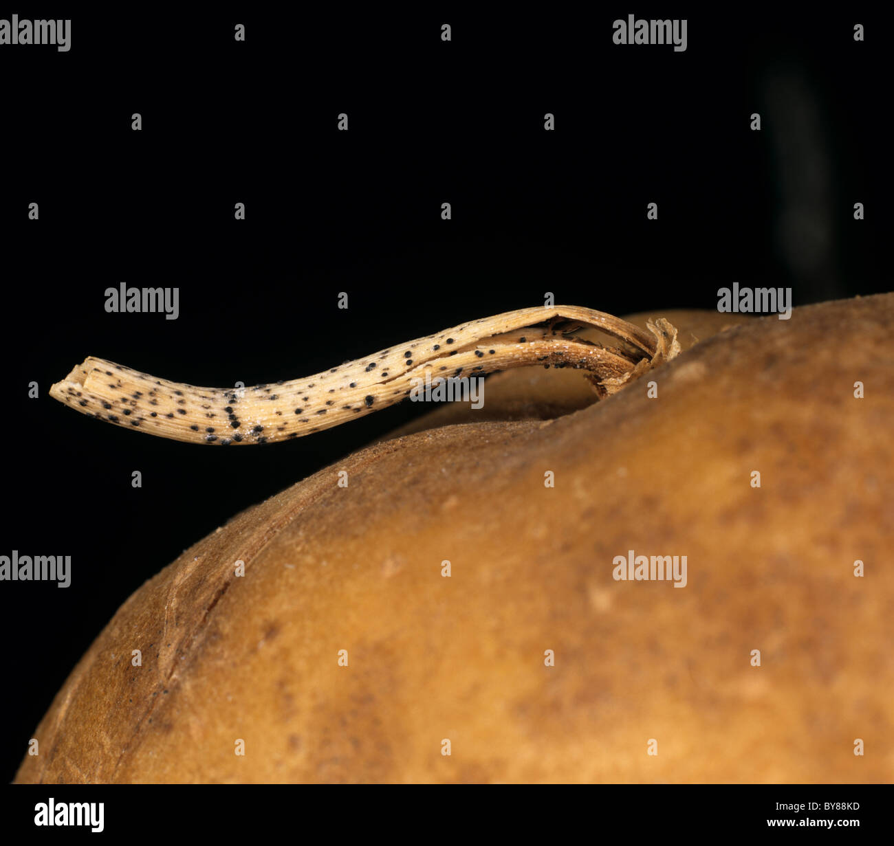 Schwarzer Punkt (Colletotrichum Atramentarium) gesehen auf den Resten einer Kartoffel-Knolle-Ausläufer Stockfoto