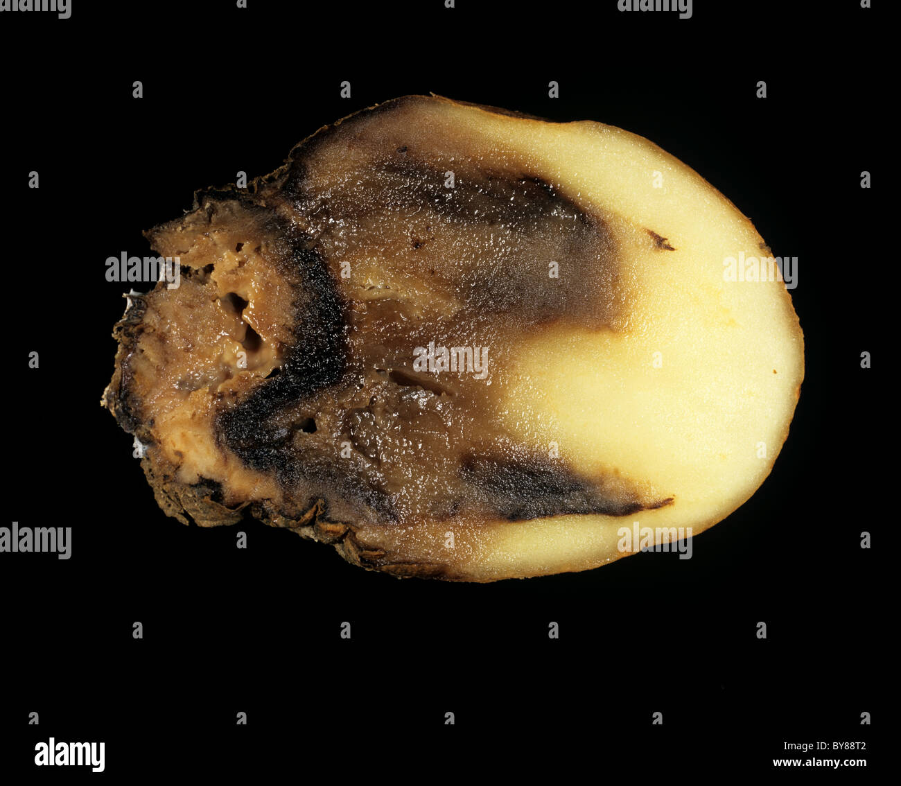 Wässrige Wunde Rot (Pythium Ultimum) in einem Abschnitt eine Kartoffelknolle gezeigt Stockfoto