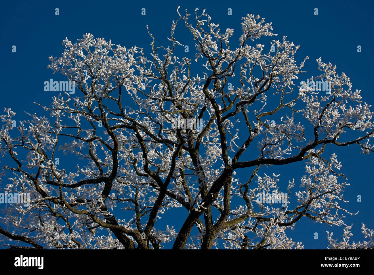 Raureif auf Bäumen - Vereinigtes Königreich Stockfoto