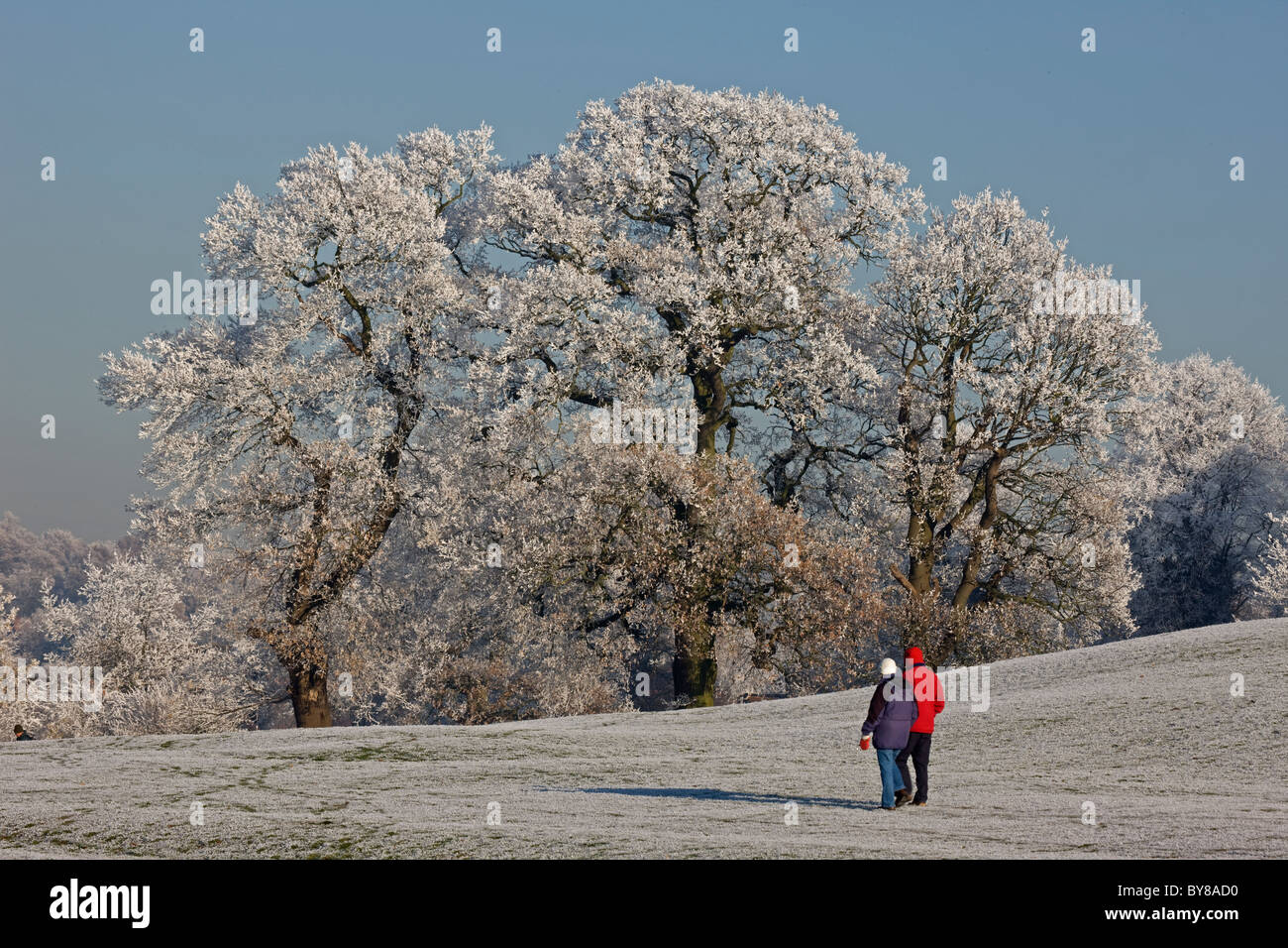 Raureif auf Bäumen - Vereinigtes Königreich Stockfoto