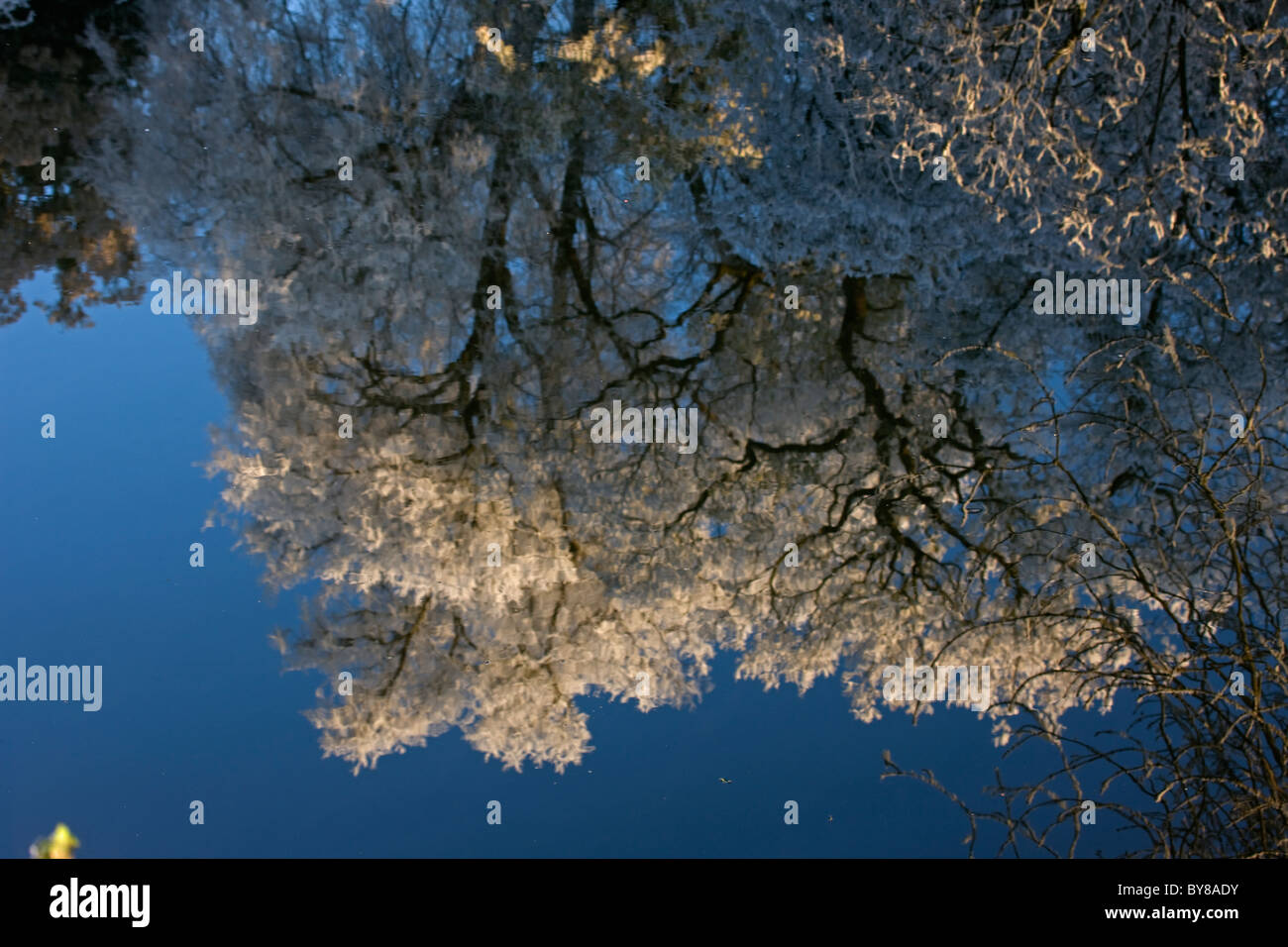 Raureif auf Bäumen spiegelt sich im Wasser - Vereinigtes Königreich Stockfoto