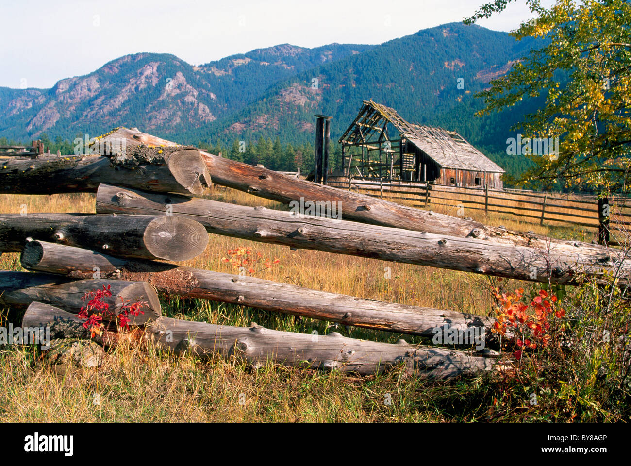 BOTANIE Tal in der Nähe von Lytton, Southwestern BC, British Columbia, Kanada - Schlange Log Zaun und alte Scheune, Herbst / Herbst Stockfoto