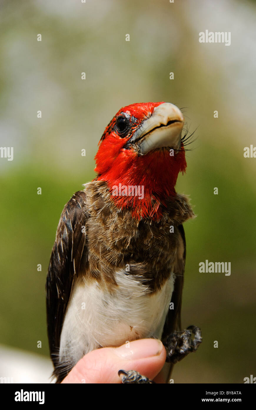 Braun-breasted barbet Stockfoto