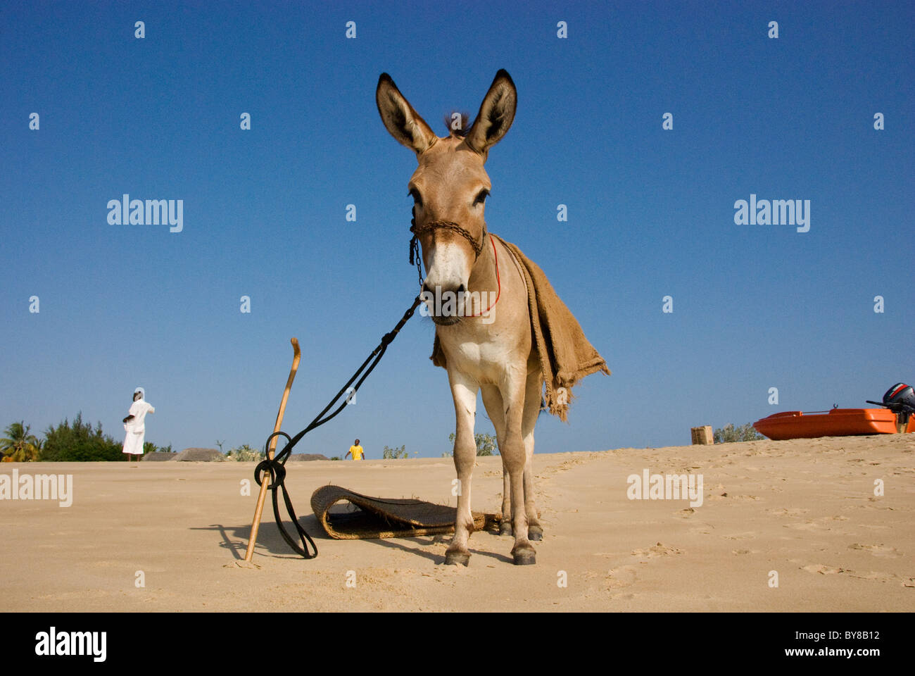 Esel-Afrika Stockfoto