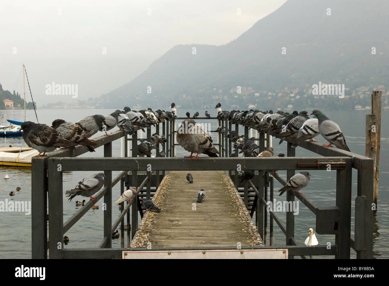 Treffen der Tauben Stockfoto