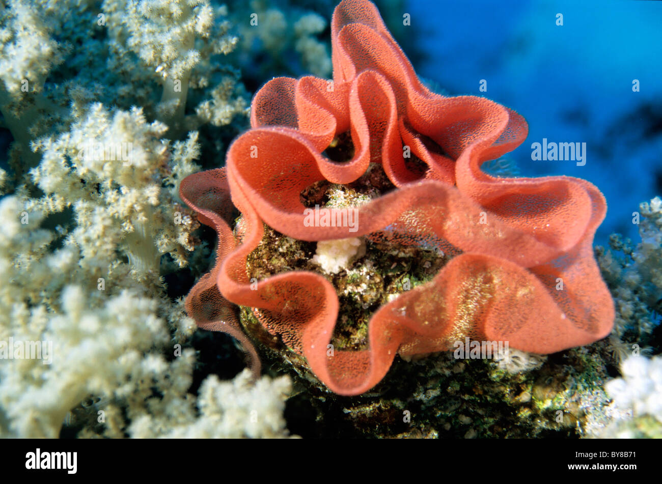 Spanische Tänzerin (Hexabranchus Sanguineus) Eiern am Korallenriff, Rotes Meer, Ägypten. Stockfoto