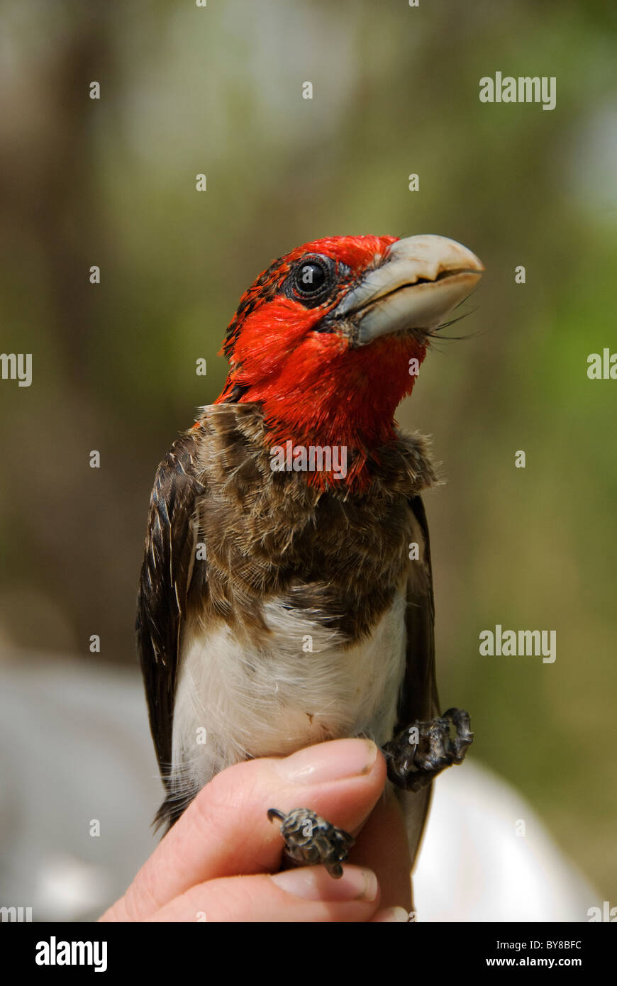 Braun-breasted barbet Stockfoto