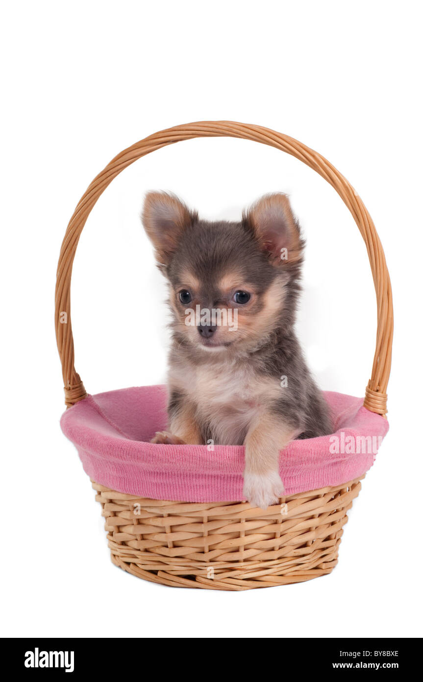 Chihuahua-Welpe in einem handgefertigten Korb sich erholend Stockfoto