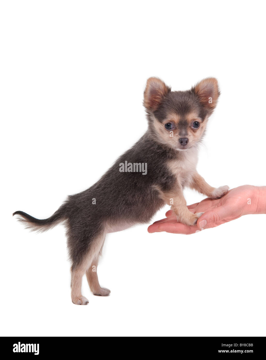 Winzige Chihuahua auf den Hinterbeinen stehend und in die Kamera schaut Stockfoto