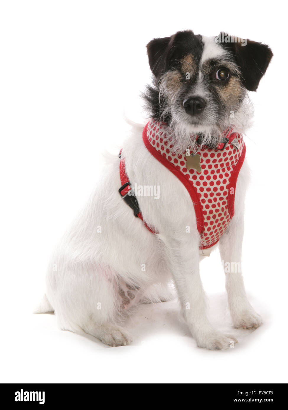 Jack Russell Terrier einzigen Erwachsenen sitzen im Studio UK Stockfoto