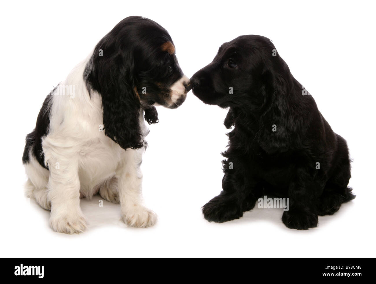 Cocker Spaniel zwei Welpen sitzen im Studio UK Stockfoto