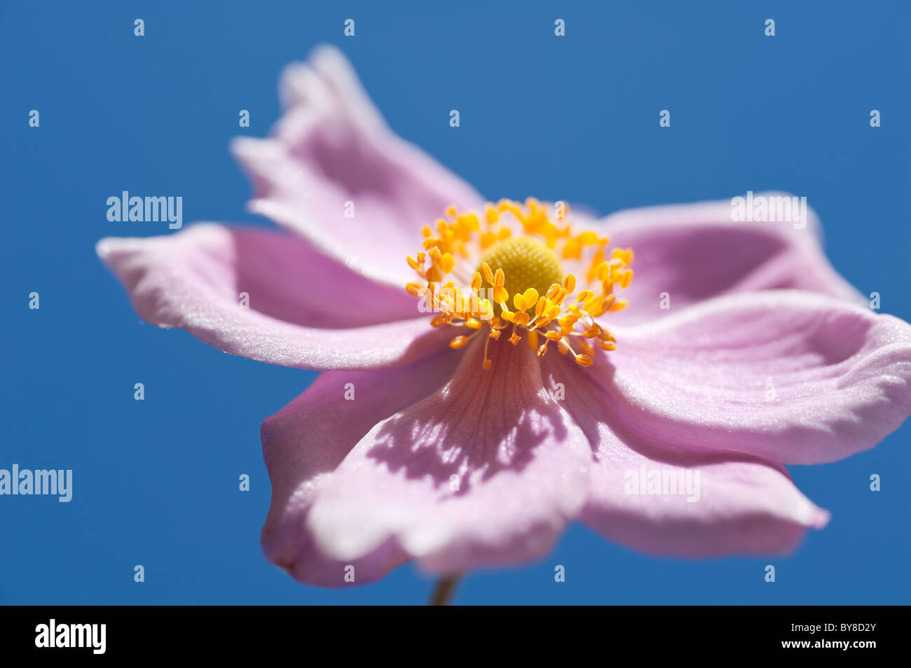 Japanische Anemone Blume Blüte bekannt als Anemone hupehensis Stockfoto