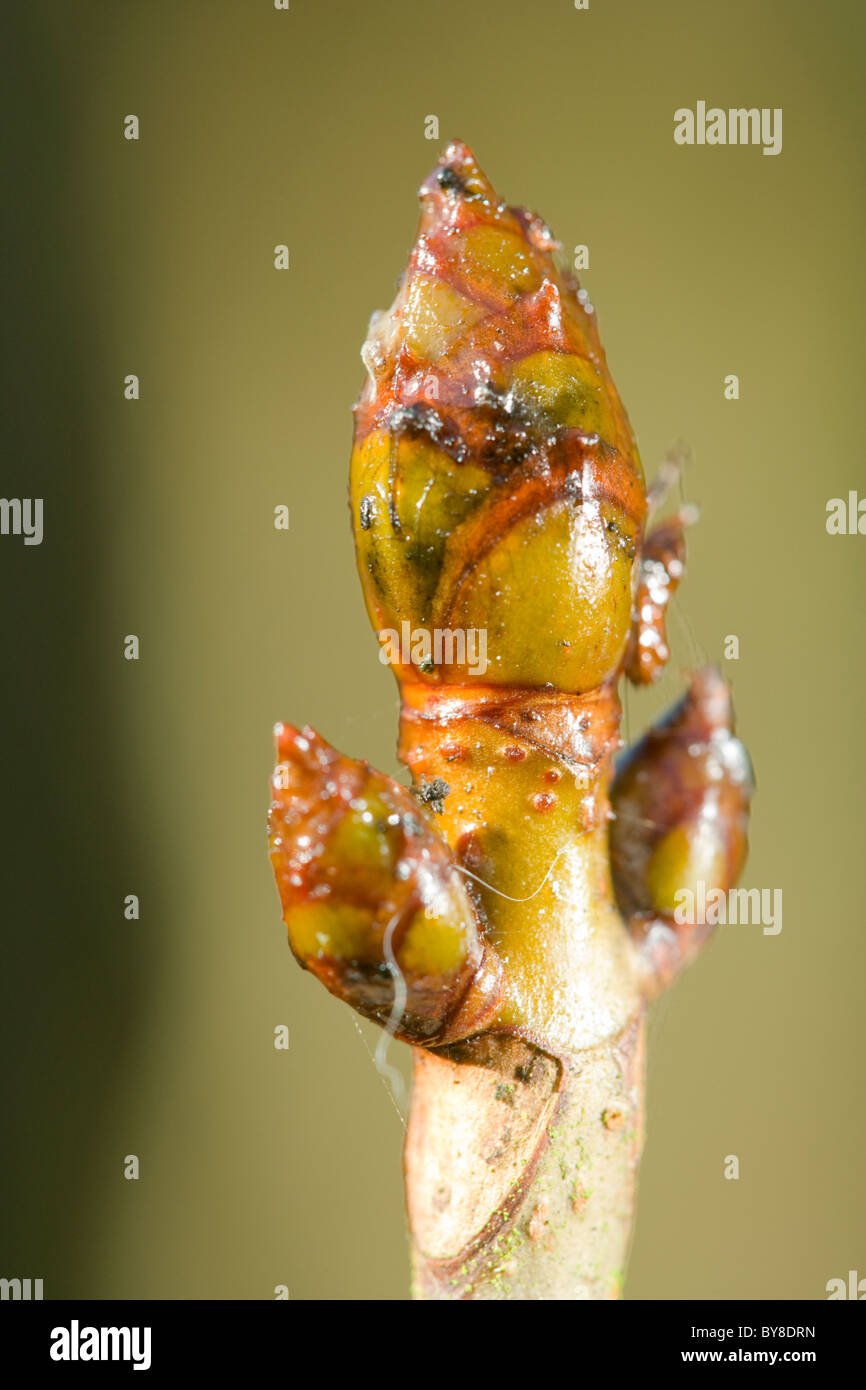 Baum der Rosskastanie, Aesculus Hippocastanum, Blattknospen. Stockfoto