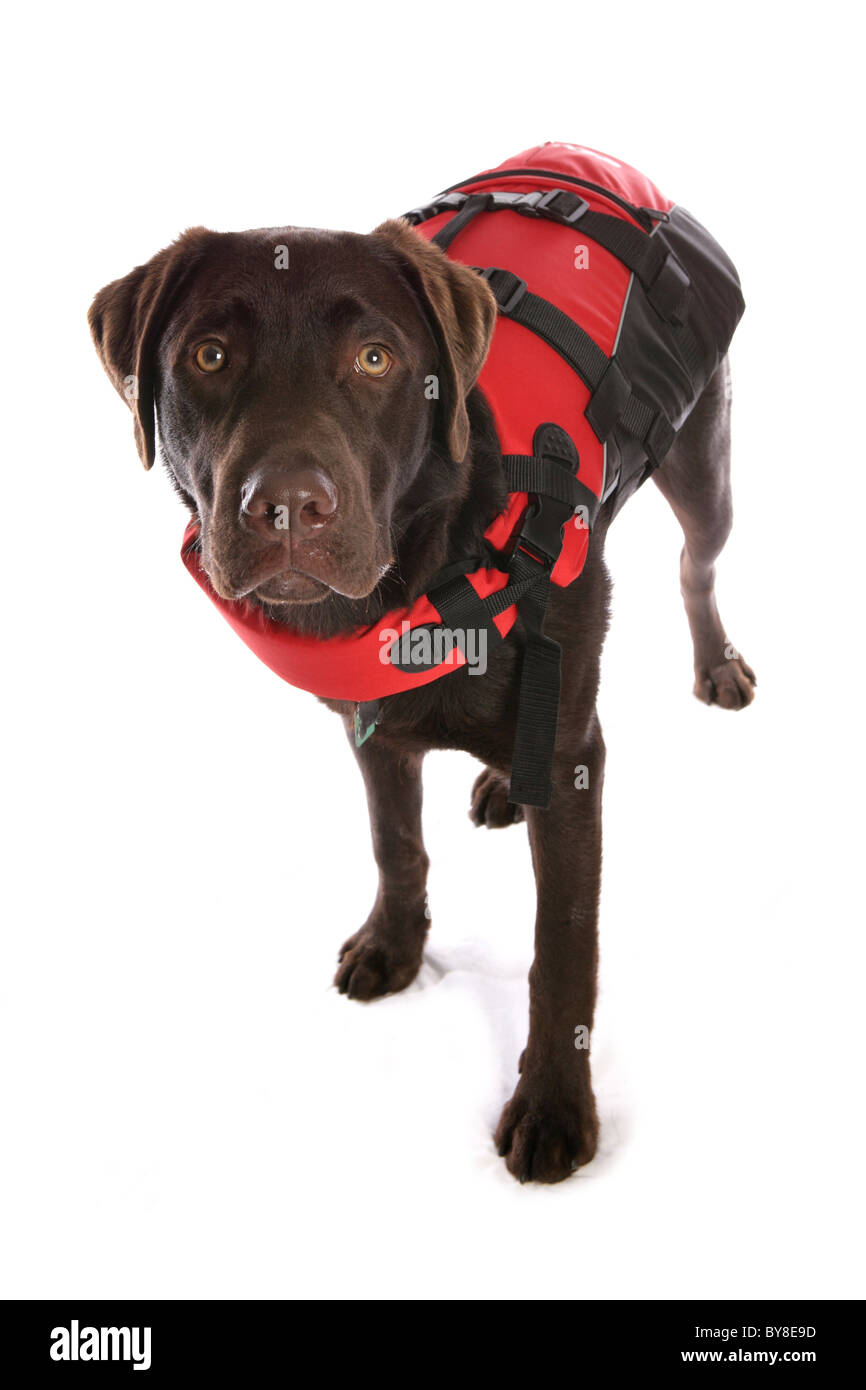 Einzigen Labrador Retriever Welpen tragen Schwimmweste Studio, UK  Stockfotografie - Alamy