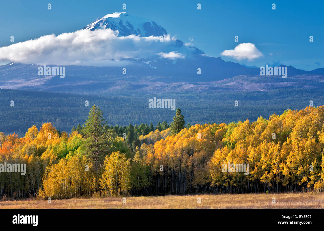 Mt. Adams mit Herbst farbige Espen, wie gesehen von Conboy Lake National Wildlife Refuge, Washington Stockfoto