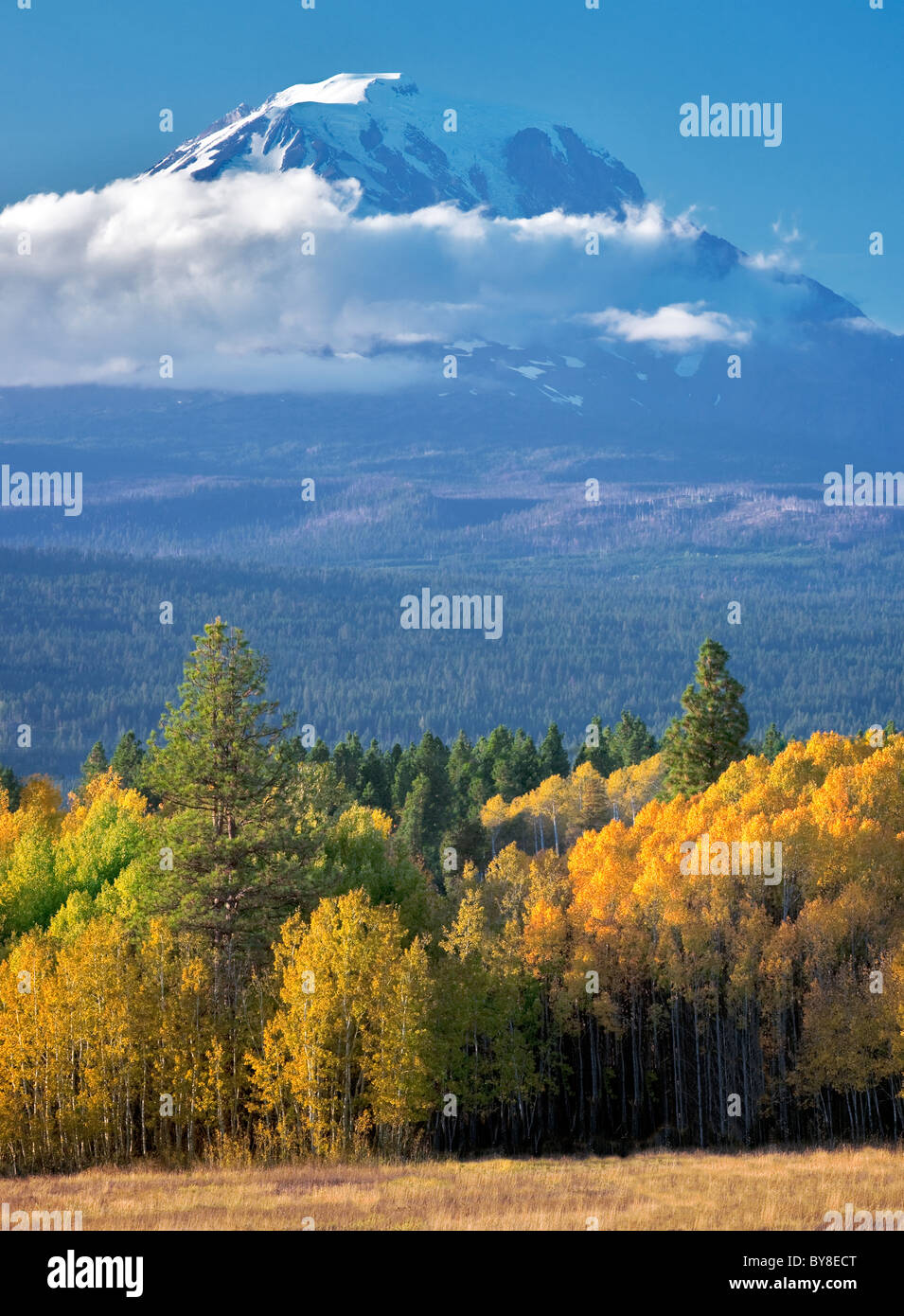 Mt. Adams mit Herbst farbige Espen, wie gesehen von Conboy Lake National Wildlife Refuge, Washington Stockfoto