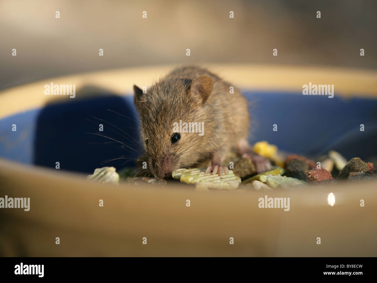 Hausmaus Mus Musculus Einzel Erwachsene Essen Nahrung für Haustiere Kaninchen UK Stockfoto