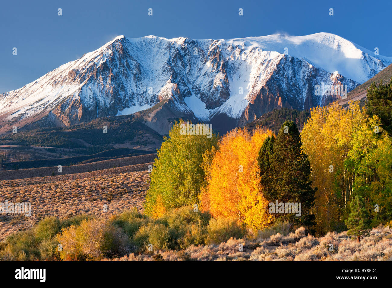 Espe Bäume mit Herbstfarben. Die Berge der östlichen Sierra Nevada. California Stockfoto