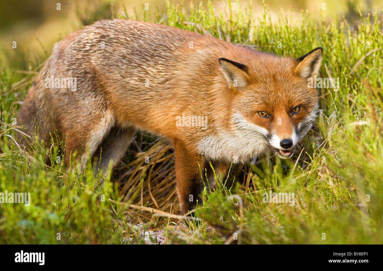 Rotfuchs (Vulpes Vulpes) in den Bergen bei Tageslicht Stockfoto