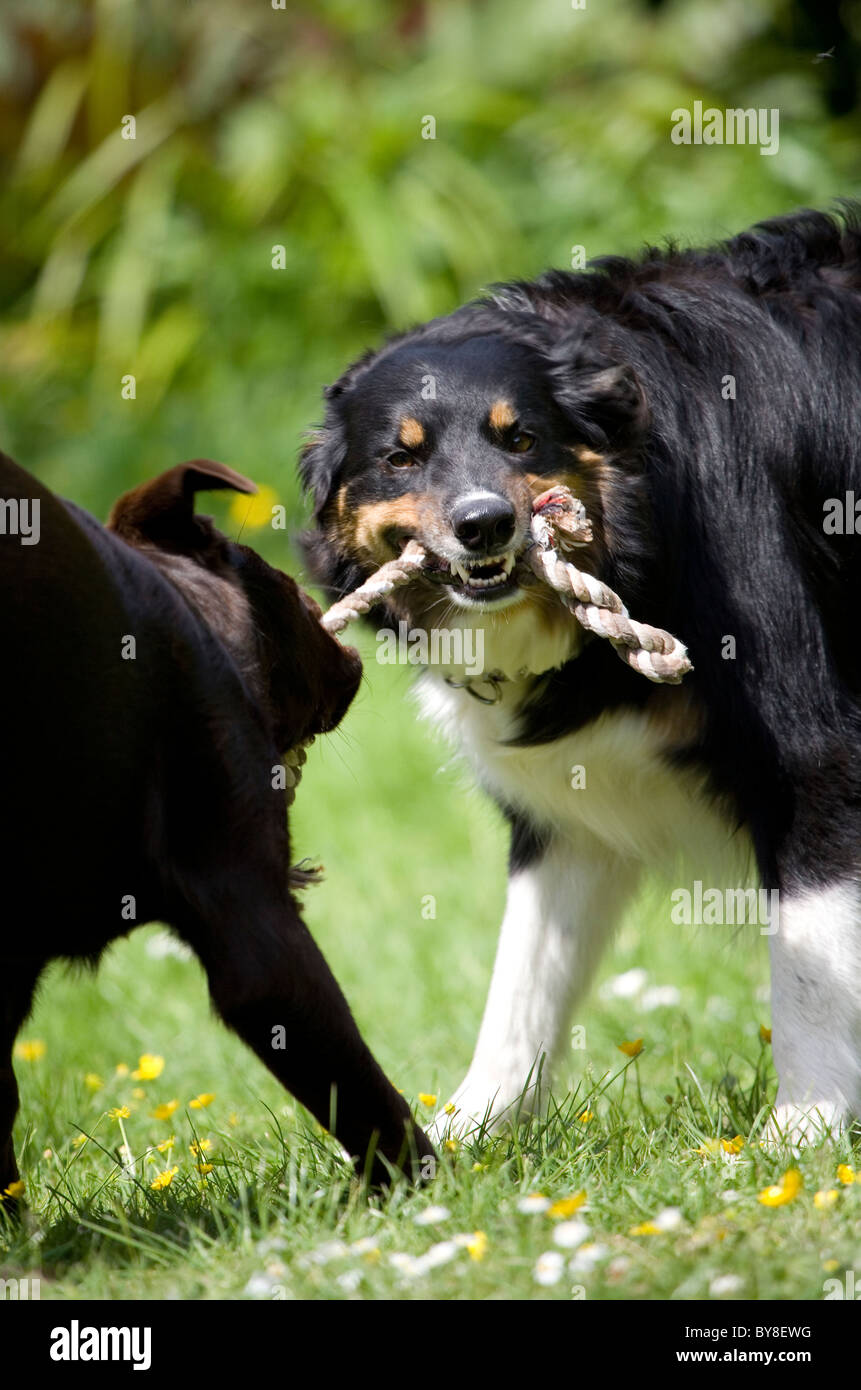 Hunde spielen Border Collie und brauner Labrador spielen Portesham, Dorset, Großbritannien Stockfoto