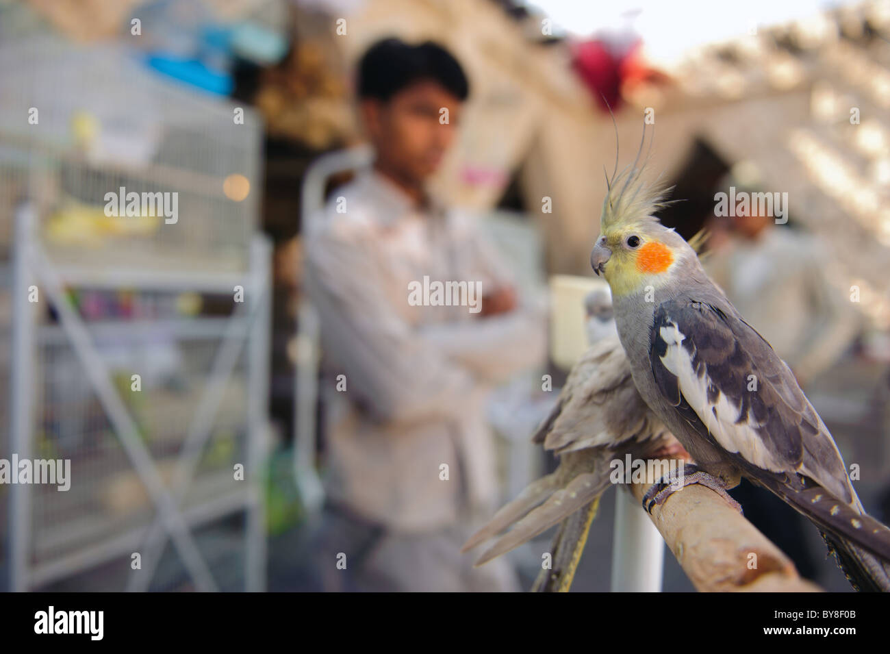 Ein Vogel zum Verkauf im Souq Waqif in Doha in Katar Stockfoto