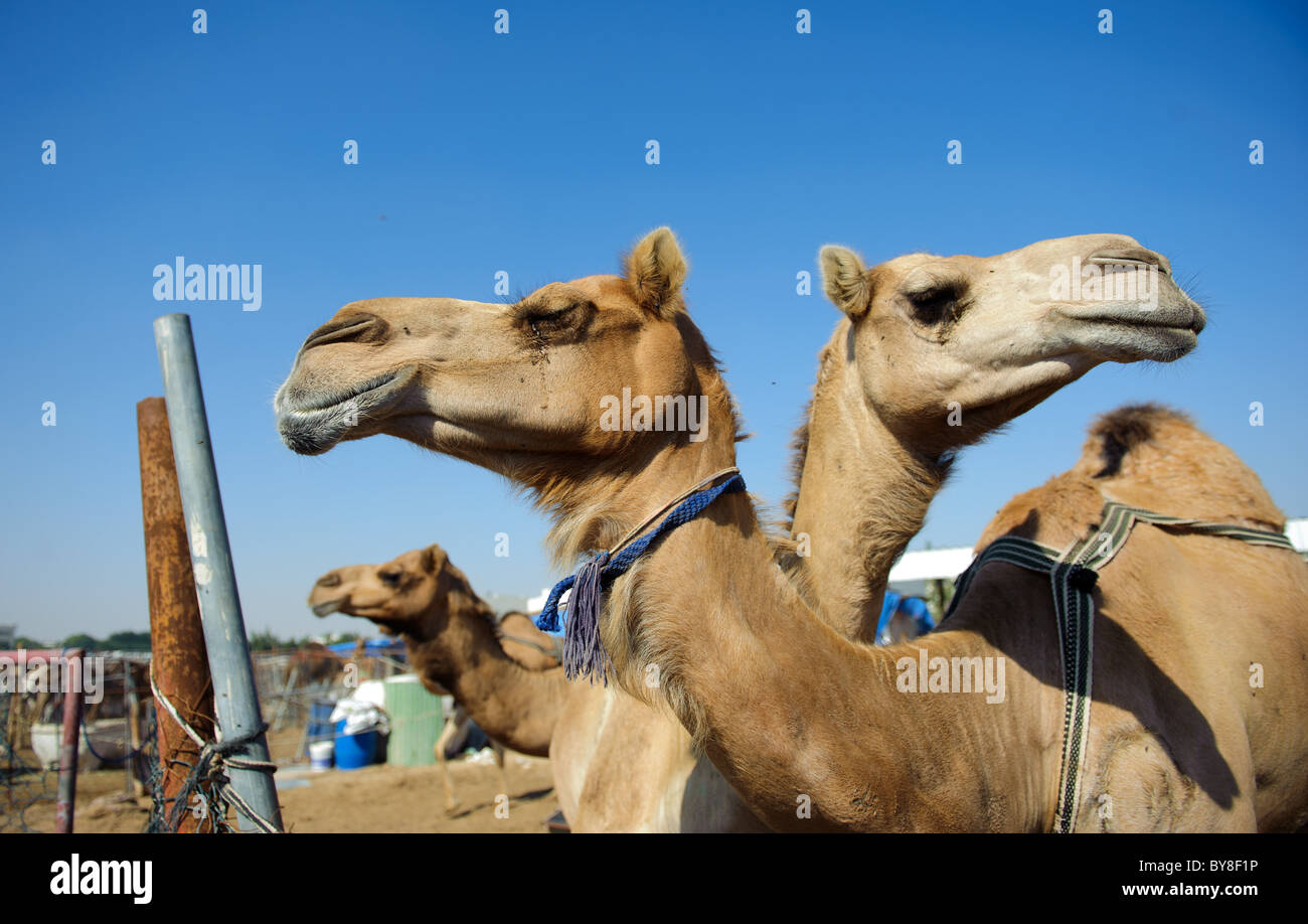 Kamelmarkt in Doha, Katar Stockfoto