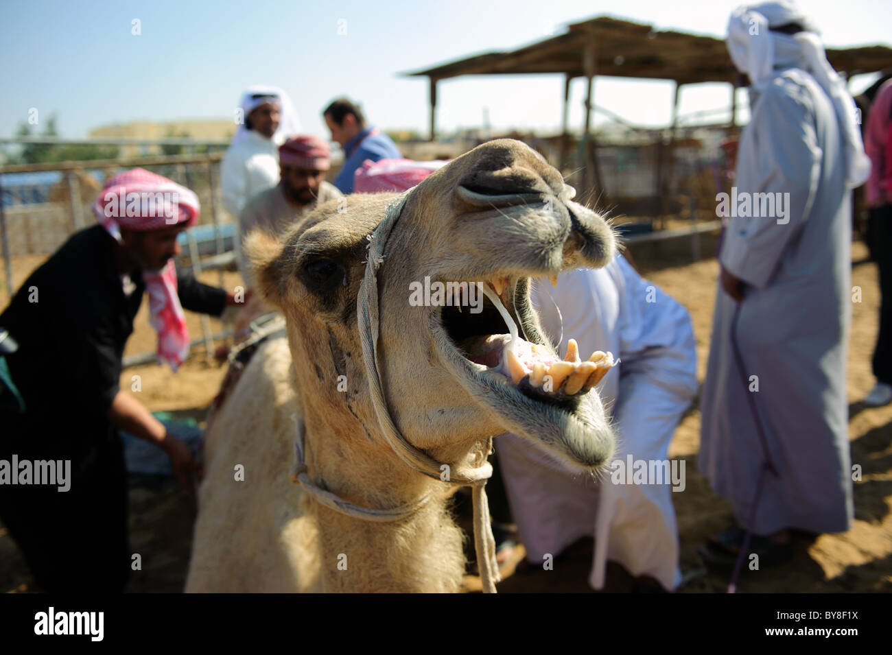 Ein Kamel zeigt seine Zähne in den Kamelmarkt in Doha, Katar Stockfoto