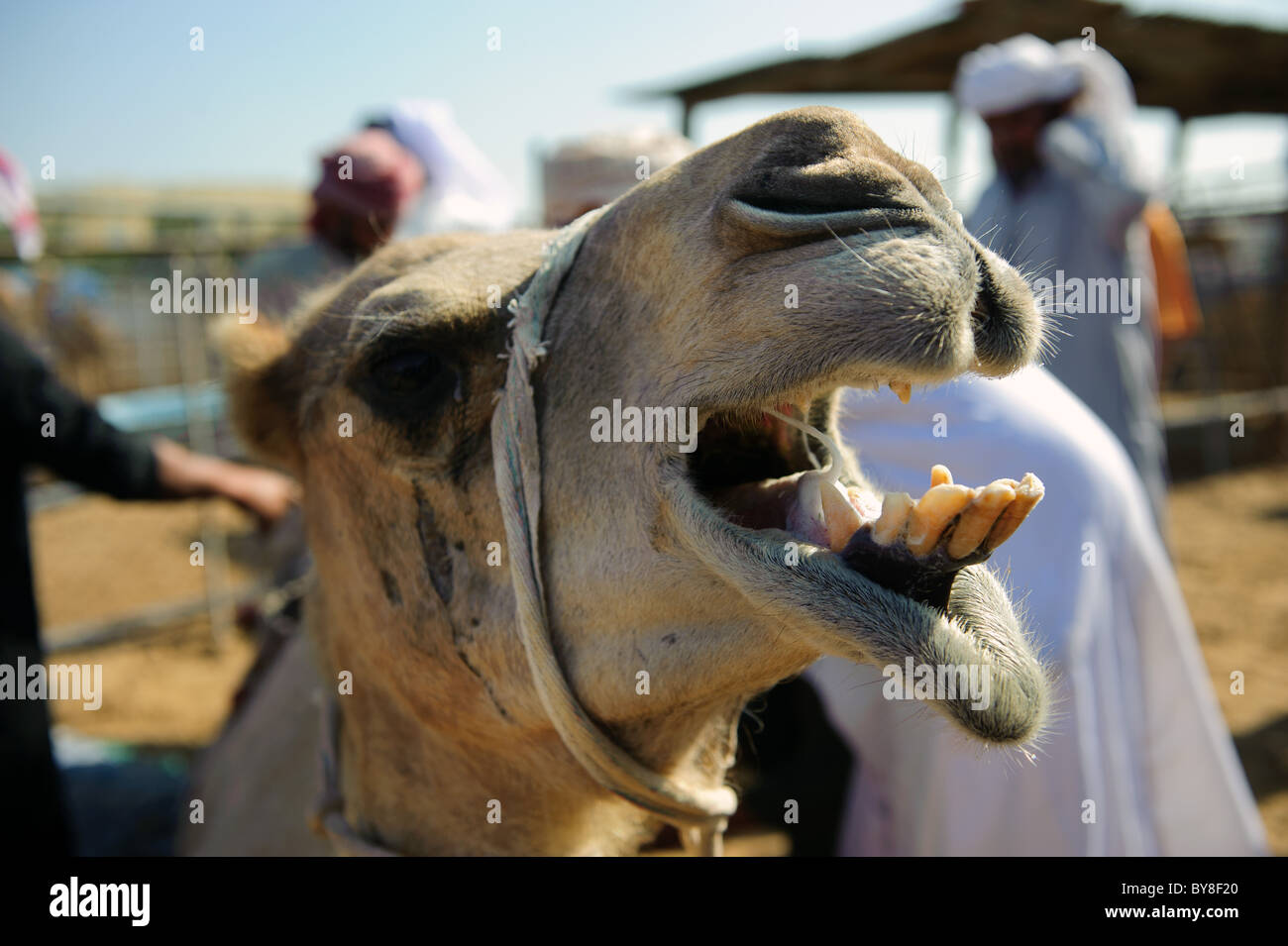 Ein Kamel zeigt seine Zähne in den Kamelmarkt in Doha, Katar Stockfoto