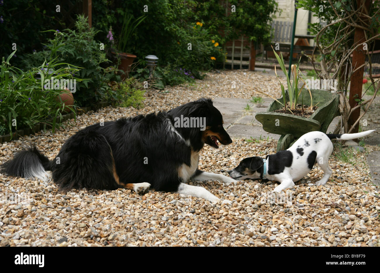 Zwei Hunde spielen einzelne Erwachsene Border Collie und Welpen Jack Russell Terrier Garten, UK Stockfoto