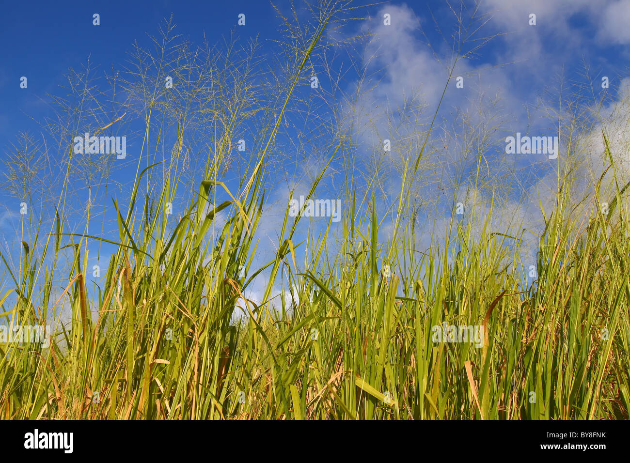 Felder von St. Kitts Stockfoto