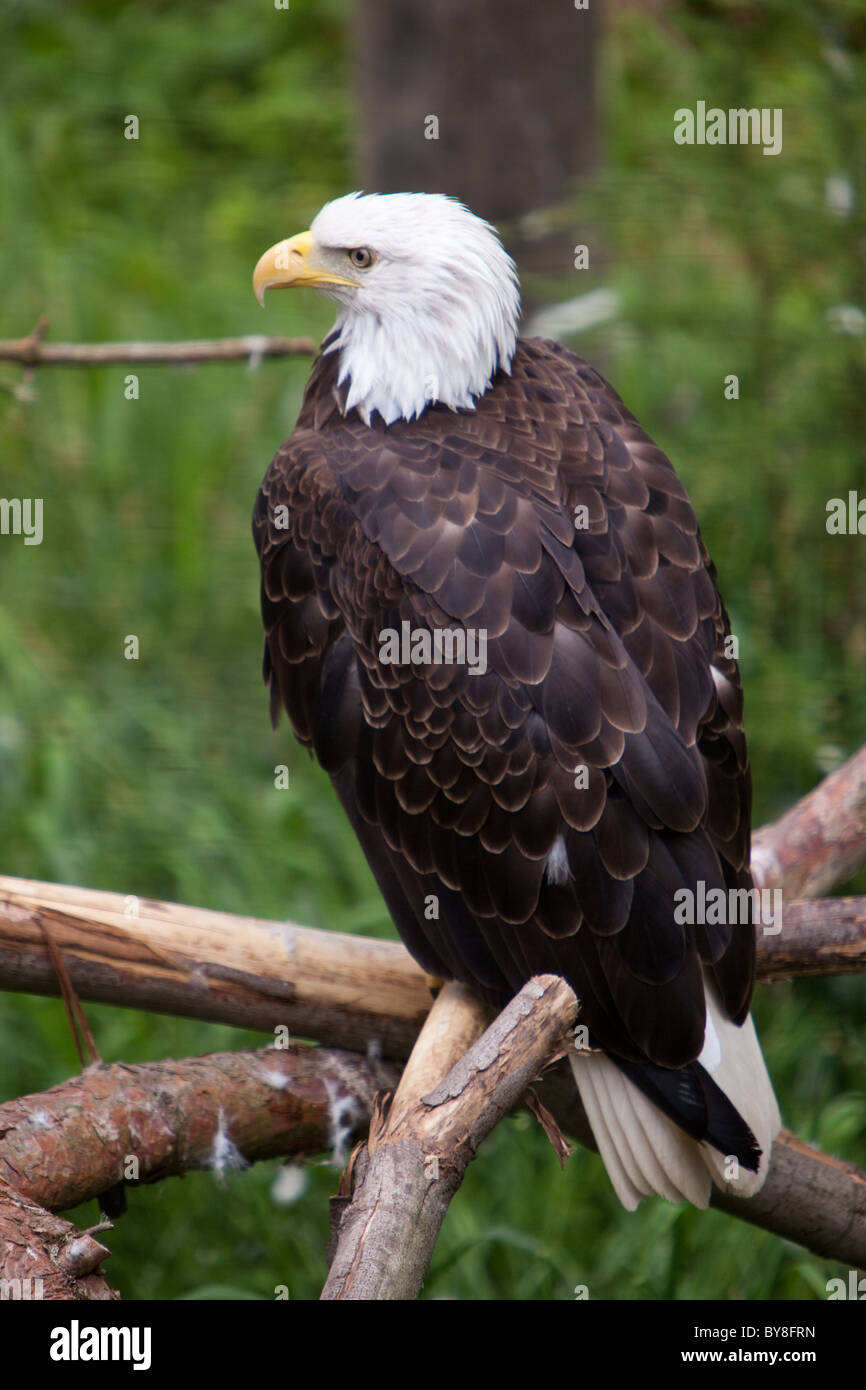 Ein Weißkopfseeadler im größeren Vancouver Zoo in Aldergrove, BC, Kanada. Stockfoto