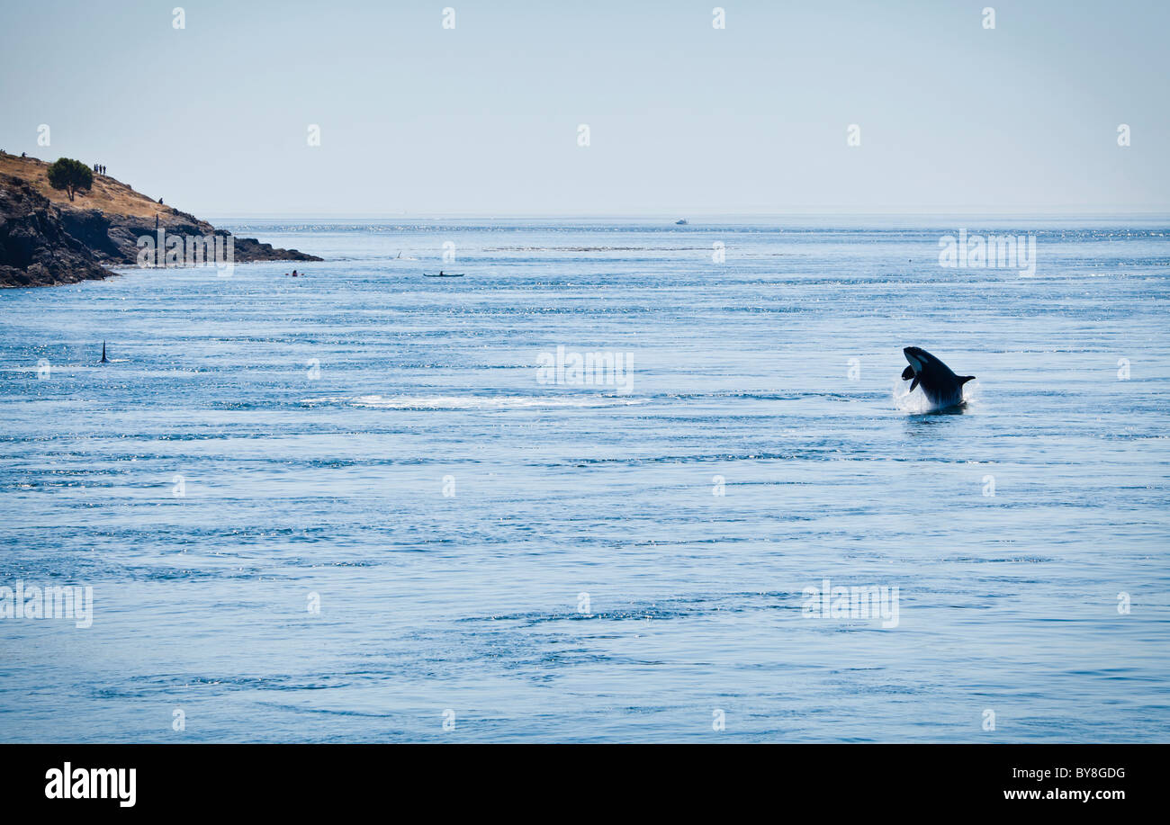 Ein Killerwal verletzt in den Gewässern von Haro Strait unweit Lime Kiln Punkt auf San Juan Island, Washington, USA. Stockfoto
